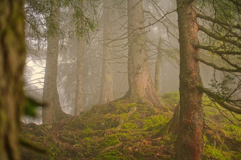 Forest Conservation